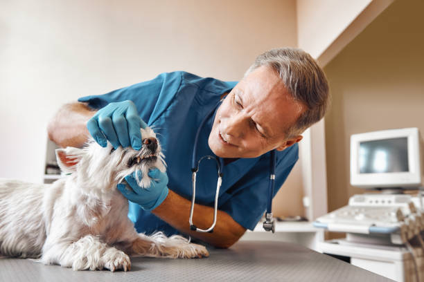 Best Emergency Wisdom Tooth Extraction in Breckenridge, MI